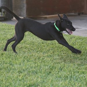 Meet your Posher, Peggy